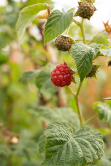Raspberry berry hanging on a bush in the garden