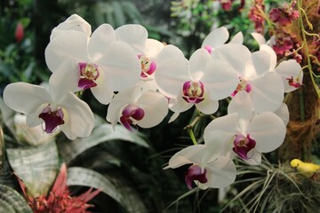 White with pink mid-orchids on a green background