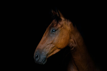 Fototapeta na wymiar portrait of a horse on black background