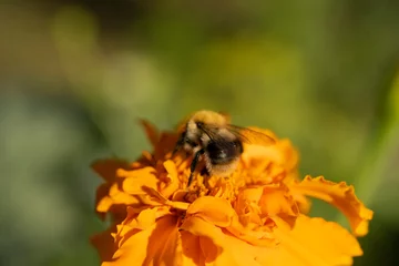 Fotobehang Bumblebee on an orange flower in the garden © Lys Owl