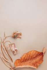 Flat lay composition with autumn leaves and with dry tulip flowers, Natural nude, beige