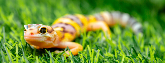 Lizard Eublepharis on a green lawn. Reptile gecko is yellow-spotted. Exotic tropical animal in the wild on the grass. smiling animal