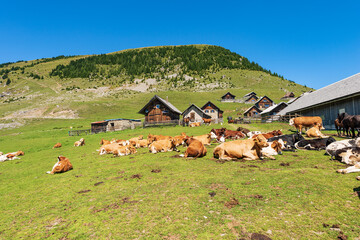 Fototapeta premium Herd of dairy cows and horses in a mountain pasture, Italy-Austria border, Feistritz an der Gail municipality, Osternig or Oisternig peak, Carinthia, Carnic Alps, Austria, central Europe.