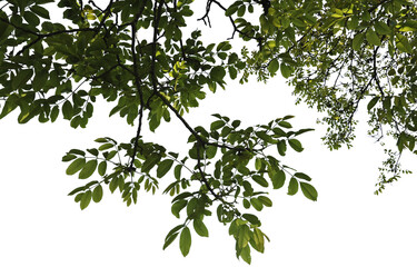 Fototapeta na wymiar Ässte mit grünen Blätter
