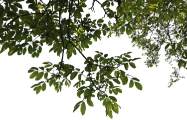 Ässte mit grünen Blätter