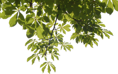 Ässte mit grünen Blätter