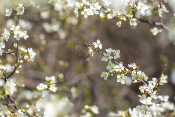 White flowers bloom in the trees. Spring landscape with blooming sakura tree. Beautiful blooming garden on a sunny day. Copy space for text.