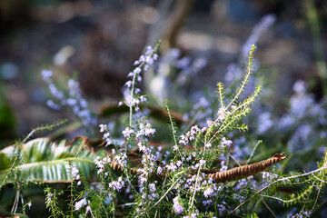 close up of grass in the forest