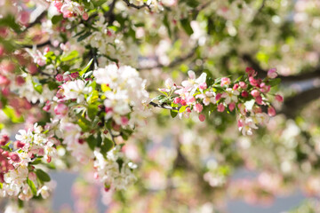 pink cherry blossom