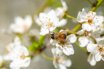 Bee on a flower of the white cherry blossoms. White flowers bloom in the trees. Spring landscape with blooming sakura tree. Beautiful blooming garden on a sunny day. Copy space for text.