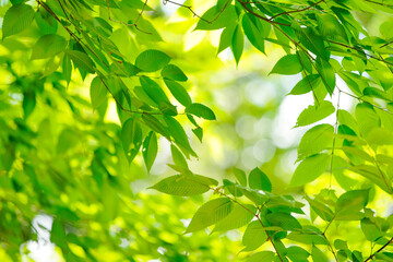 新緑と大きくボケた背景