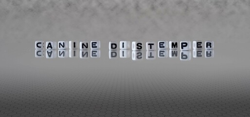 canine distemper word or concept represented by black and white letter cubes on a grey horizon background stretching to infinity