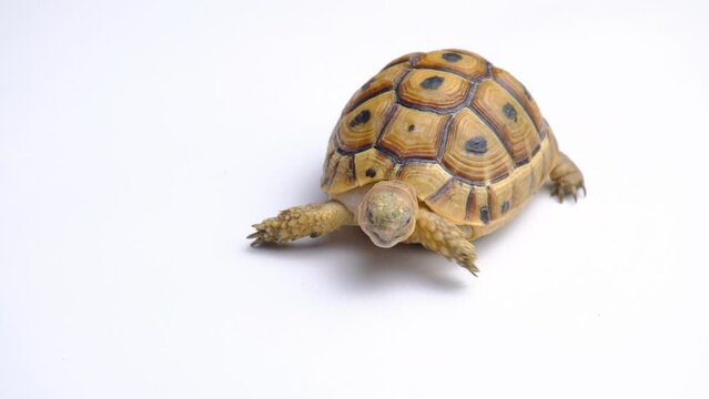 Baby tunisian tortoise or testudo graeca nabeulensis isolated on a white background
