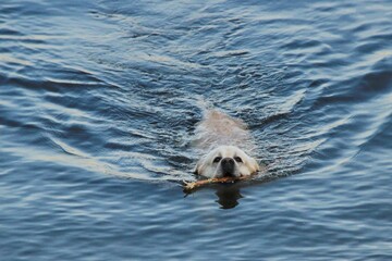 The dog floats on the water with a stick in his teeth 