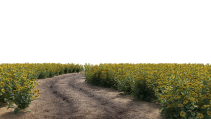 rural road passthrough field of yellow flowers