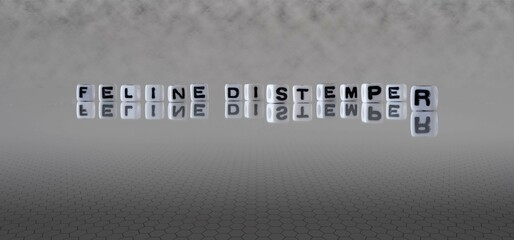 feline distemper word or concept represented by black and white letter cubes on a grey horizon background stretching to infinity