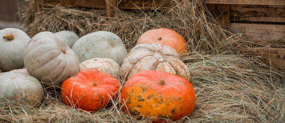 Decorative pumpkins from the Golden autumn festival in Moscow, near red square, the Kremlin....