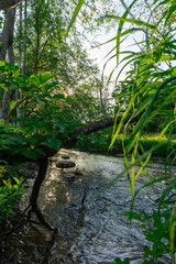 Naklejka premium stream in the forest