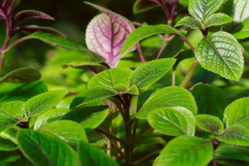 chocolate mint leaves in sunlight