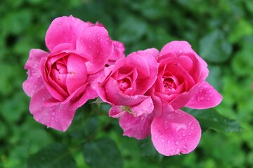 Three bright pink roses in droplets of rain on a green background close-up