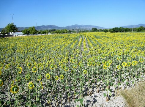 Spanish sunflower crop
