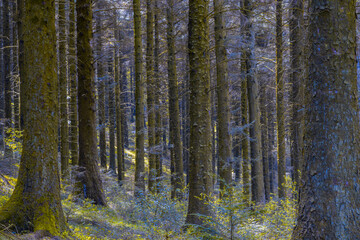 Evergreen Woodland - Cwmcarn Forest Drive