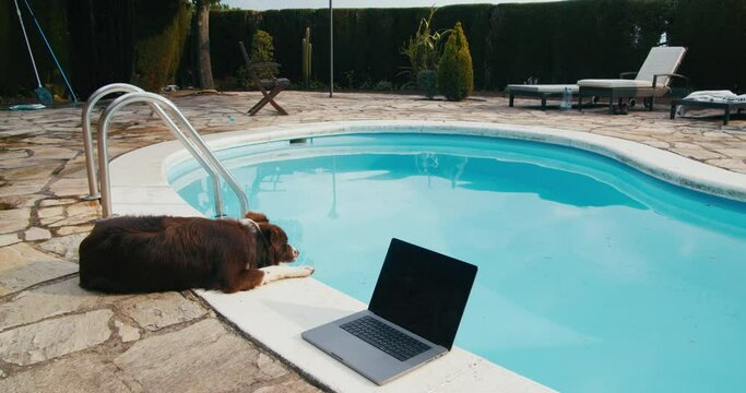 Laying down brown and white color border collie dog aside the swimming pool with standing laptop computer on poolside. Technology stands dangerous close to the water. 