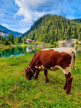 A cow feeds on natural grass in an open pasture in Austria