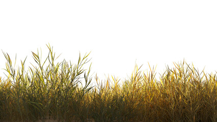 Dry grass isolated dry grass field