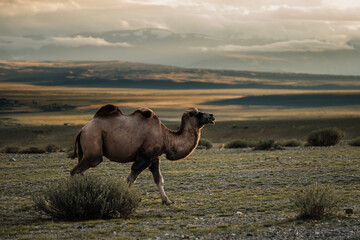 A camels grazes in the steppe of the Altai Mountains