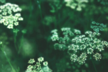 Blurred defocused dark green Background of flowering parsley plants. Local vegetable planting farm. Fresh organic Raw cilantro grass stems and inflorescences Natural spring vegetable garden background - obrazy, fototapety, plakaty