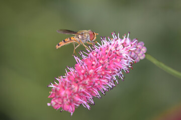 Marmalade hoverfly - Episyrphus balteatus with Sanguisorba