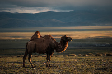 A camels grazes in the steppe of the Altai Mountains
