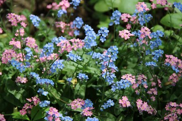 Pink and blue forget-me-nots among green leaves