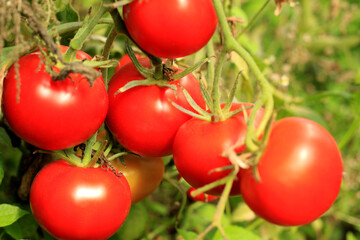 red organic healthy tomatoes in the garden