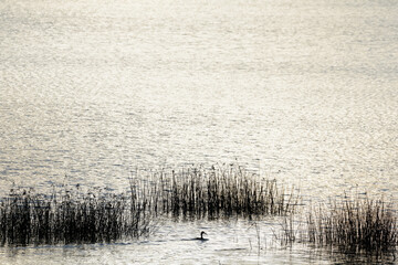 Shore zone and water surface in backlight, sihouette of coot (Fulica atra) and rushes (Juncus),...