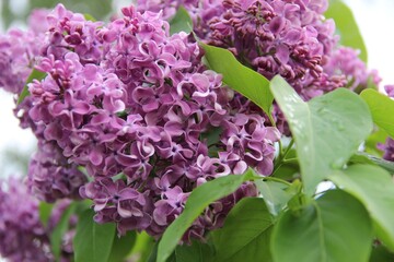 Bright purple lilac with green leaves close-up