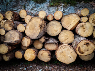 A pile of felled tree trunks ready for industrial use