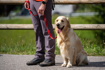 A Golden-Retriever dog who is waiting with his owner