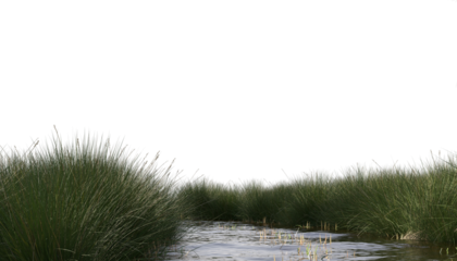 Tall grass shrubs and tree along stream