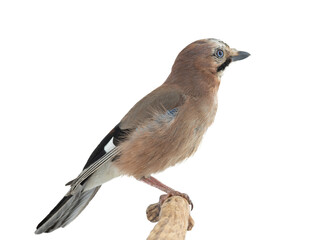 eurasian jay (garrulus glandarius) on a tree branch isolated on white background