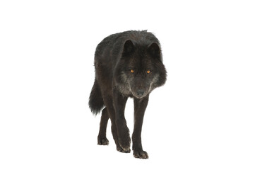 Obraz premium black canadian wolf walking on snow isolated on white background