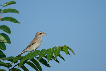 bird, natur, wild lebende tiere