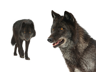 black canadian wolf isolated on white background