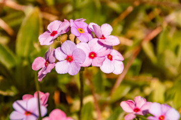 Androsace sarmentosa, rock jasmine, at the famous Kitzbueheler Horn, Kitzbuehel, Tyrol, Austria