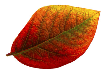 Farbenfrohes Herbstblatt isoliert