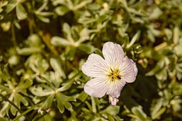 Geranium argentum, Silver-leaved Cranesbill, at the famous Kitzbueheler Horn, Kitzbuehel, Tyrol, Austria