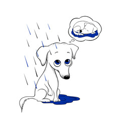 cute little dog in the rain wants to go home. Homeless dog. Dog from a shelter at home. No background