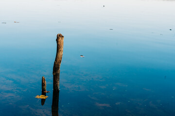 scuba diver in the water