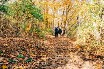 person walking in forest